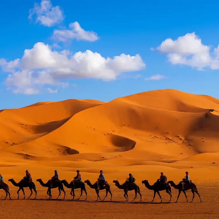 Camel Trek & Desert Hike
